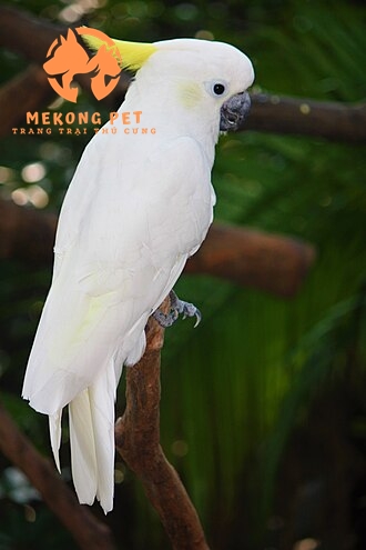 Vẹt cockatoo được sống tự do ngoài thiên nhiên, mamg vẻ đẹp thơ mộng bất ngờ